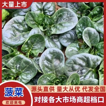 河南一手货源趴地菠菜对接全国市场量大从优欢迎询价