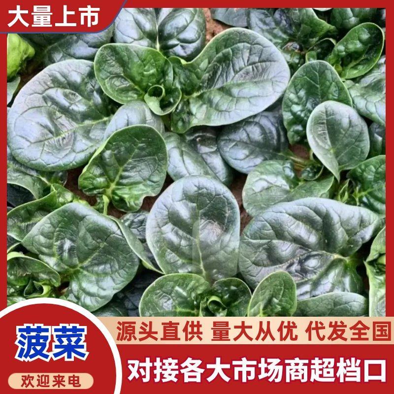 河南一手货源趴地菠菜对接全国市场量大从优欢迎询价