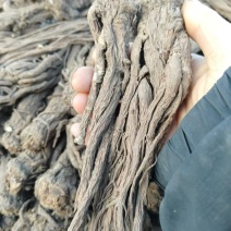 【精品】原产地无硫当归，药含量高，品质保证可视频看货