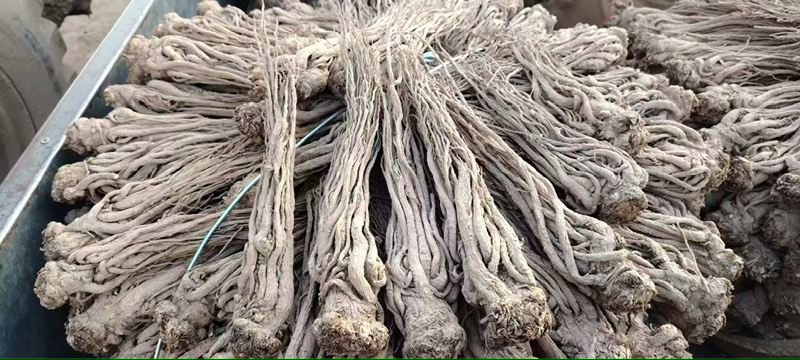 【精品】原产地无硫当归，药含量高，品质保证可视频看货