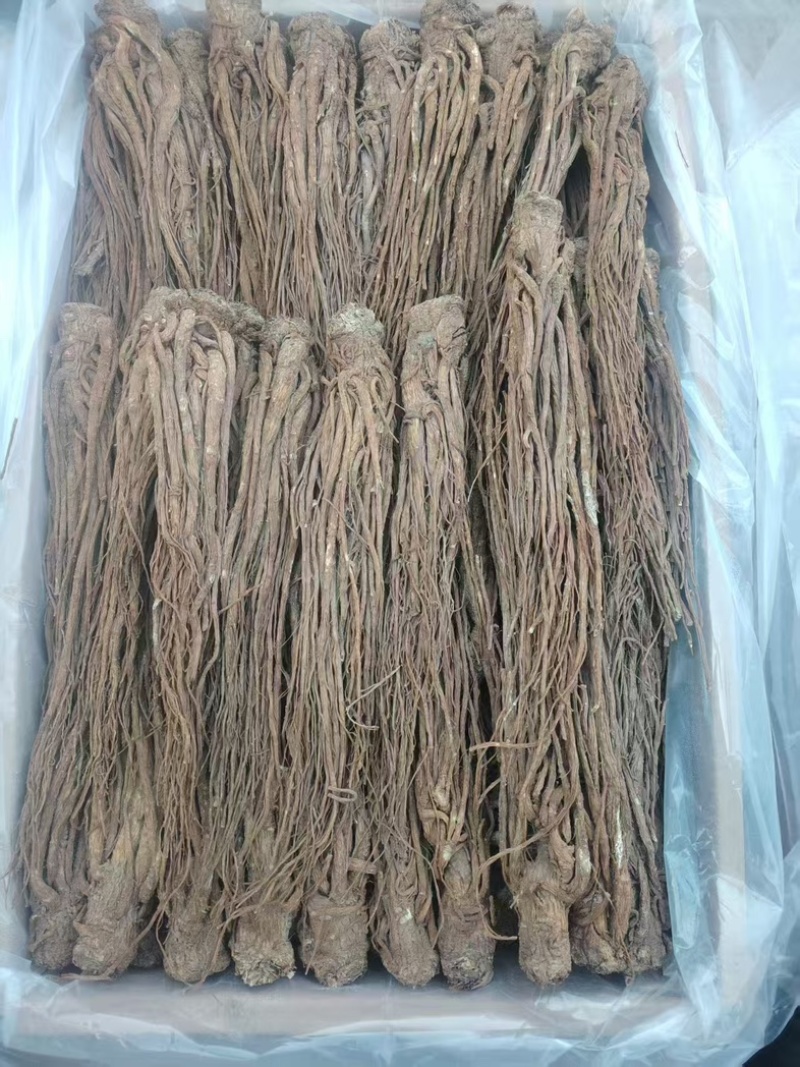 【精品】原产地无硫当归，药含量高，品质保证可视频看货