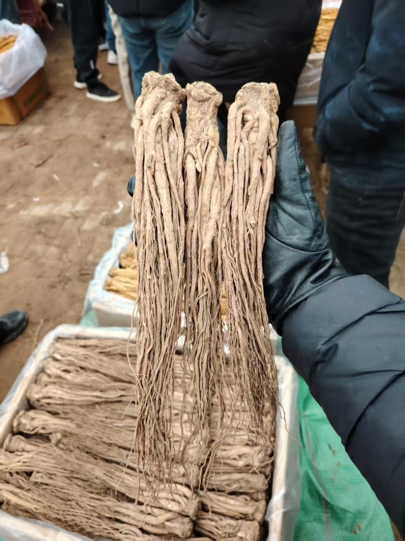 【精品】原产地无硫当归，药含量高，品质保证可视频看货