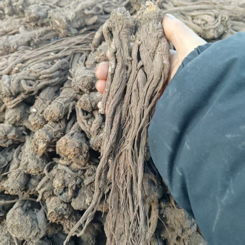 【精品】原产地无硫当归，药含量高，品质保证可视频看货