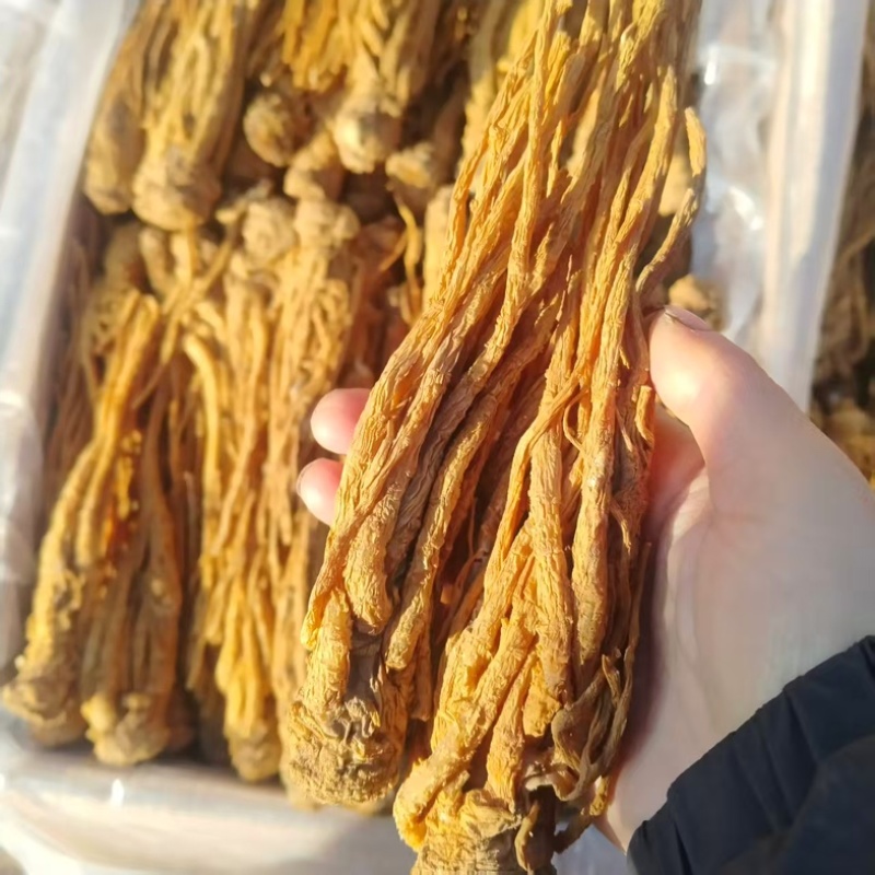 甘肃当归，有硫当归，一手货源产地直销，保证质量货量大