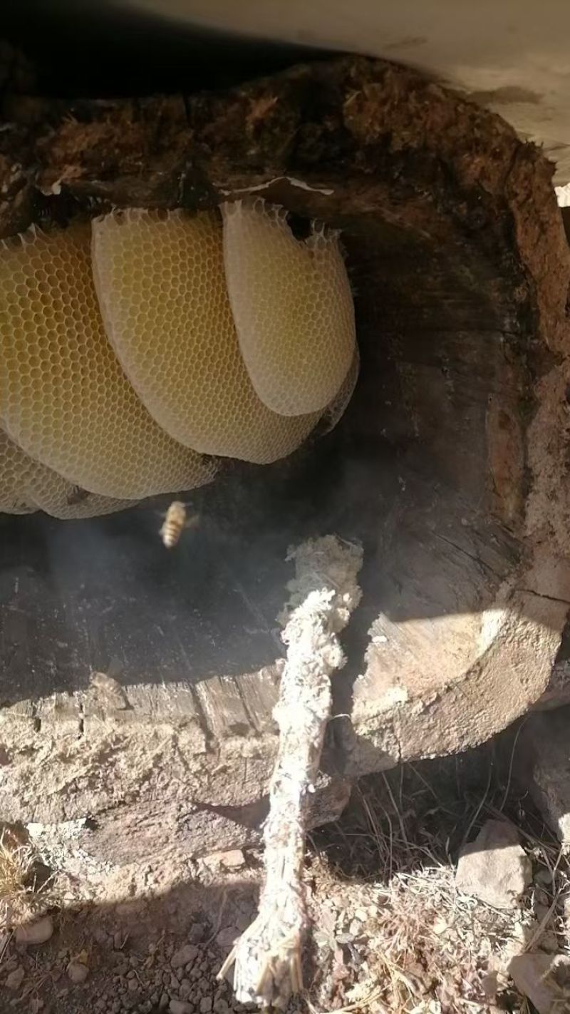 纯野生蜂蜜
