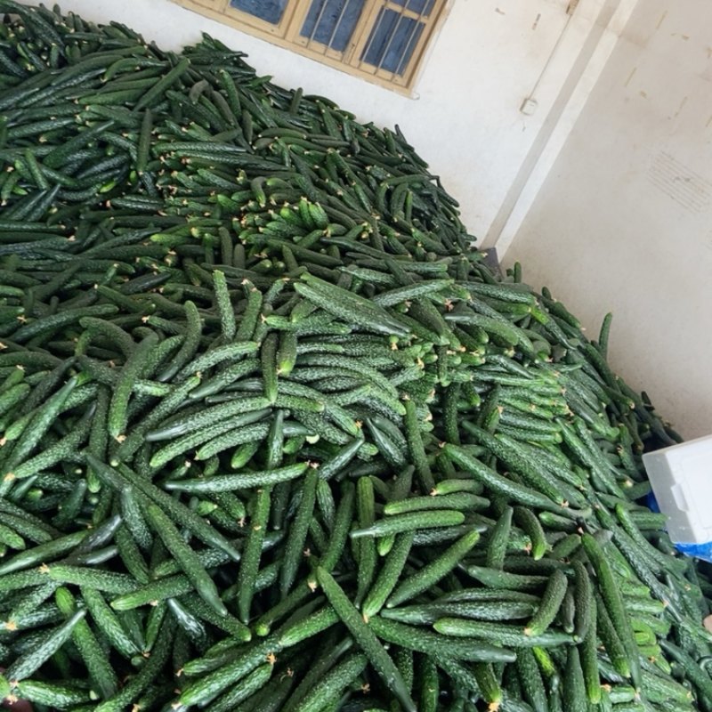 福建大棚黄瓜，基地直供，大量有货，需要联系