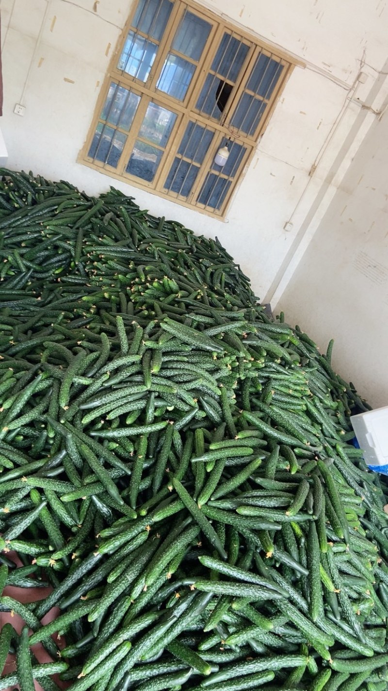 福建大棚黄瓜，基地直供，大量有货，需要联系
