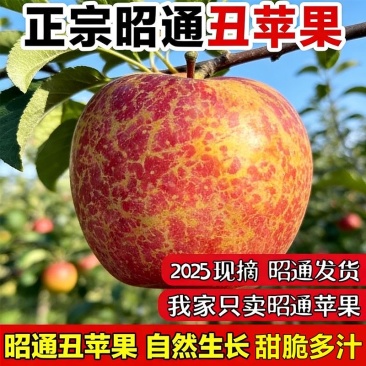 正宗云南昭通丑苹果/电商一件商超团购24小时揽收