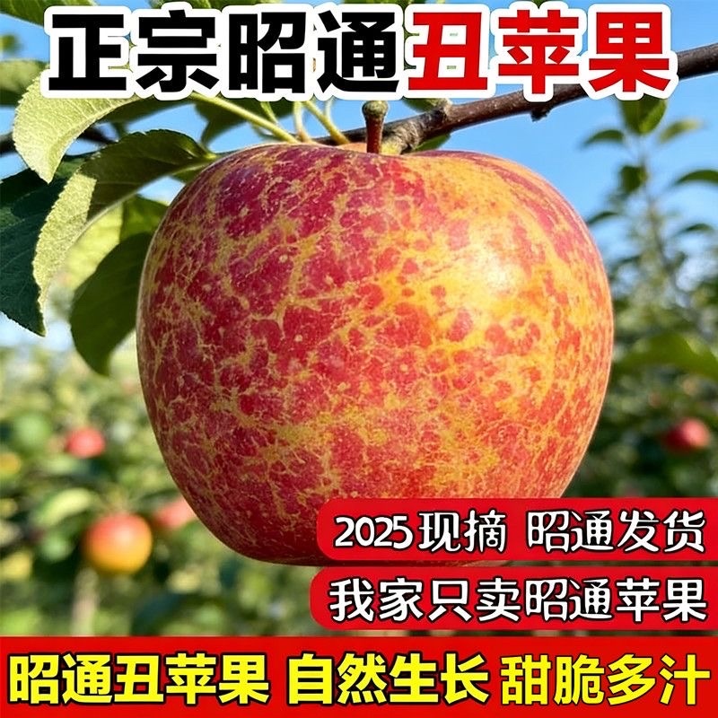 正宗云南昭通丑苹果/电商一件商超团购24小时揽收