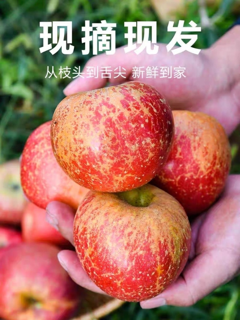 正宗云南昭通丑苹果/电商一件商超团购24小时揽收