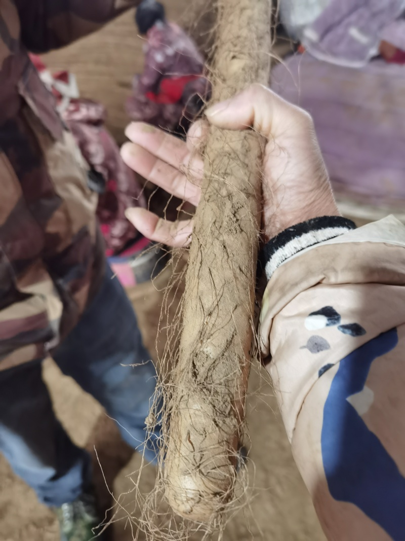 湖北精品山药九斤黄山药基地一手货源全国发货