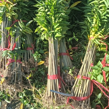 无患子杯苗江西省基地直销