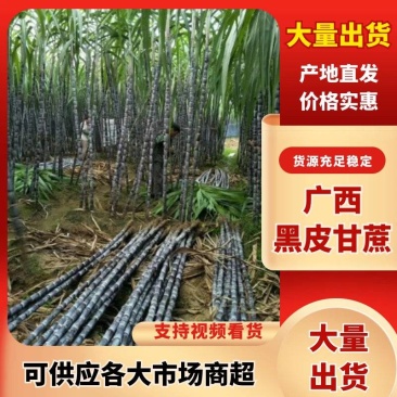 广西黑皮甘蔗产地直发/口感脆甜多汁/免费提供便宜回程车