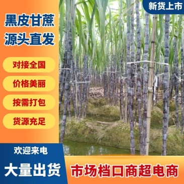 广西博白黑皮甘蔗/产地直销~免费提供便宜回头车