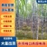 广西博白黑皮甘蔗/产地直销~免费提供便宜回头车