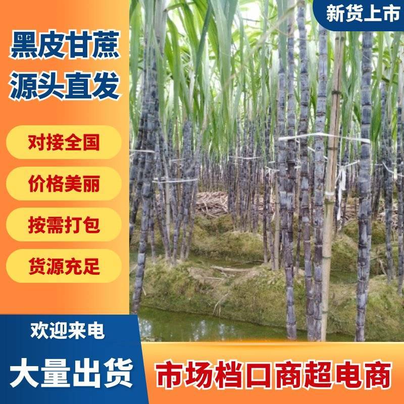 广西博白黑皮甘蔗/产地直销~免费提供便宜回头车