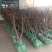 沾化冬枣苗枣树苗山东沾化枣树苗果粒大耐运输产量高欢迎电联