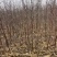沾化冬枣苗枣树苗山东沾化枣树苗果粒大耐运输产量高欢迎电联