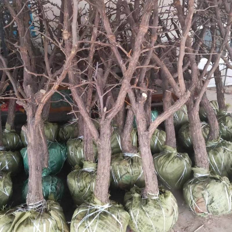 山东沾化冬枣苗挂果多口感脆甜成活率高价格实惠常年经营