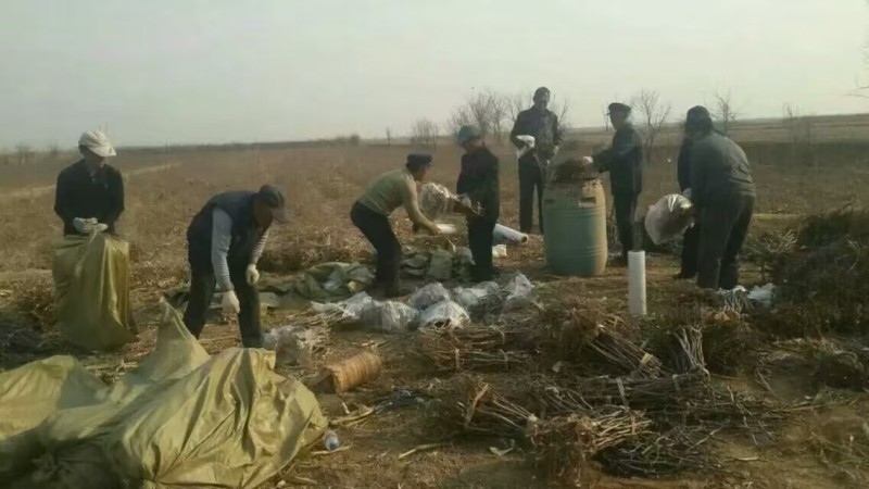 山东沾化冬枣苗挂果多口感脆甜成活率高价格实惠常年经营
