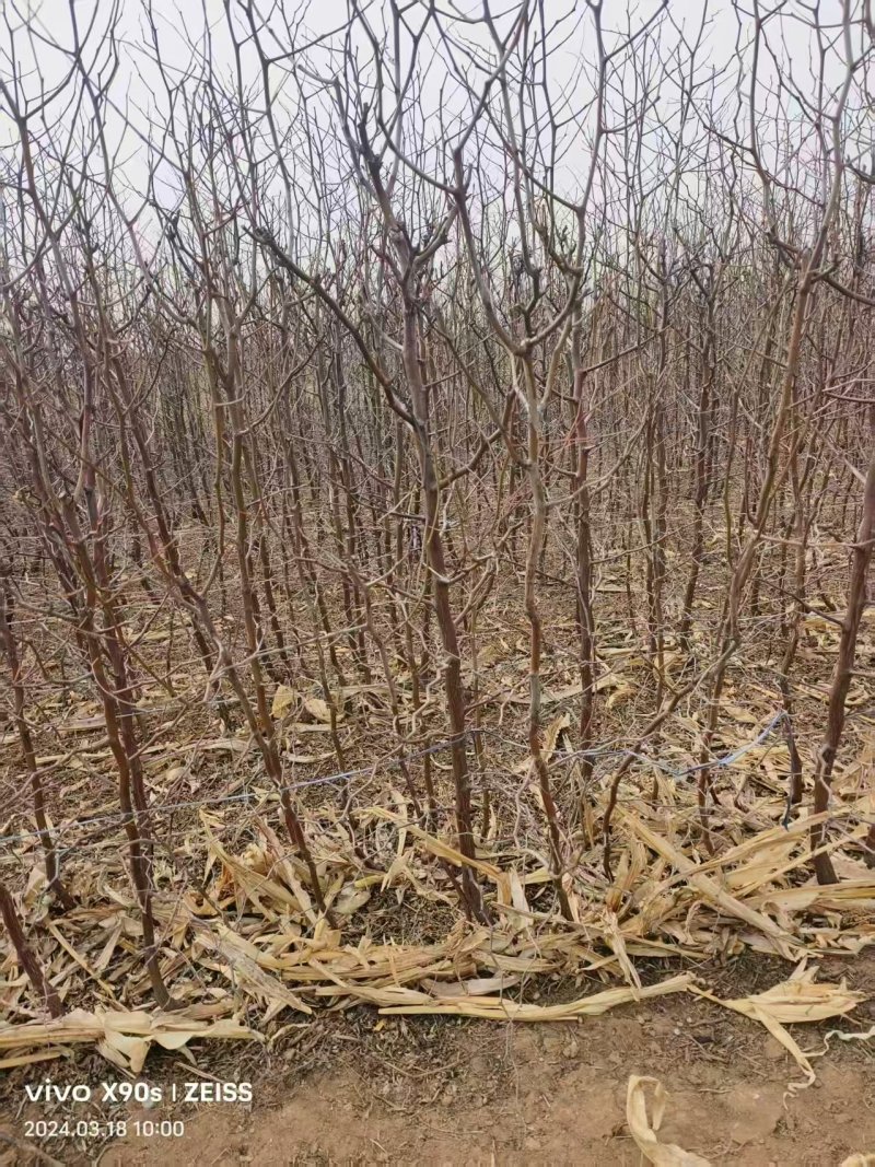 山东沾化冬枣苗挂果多口感脆甜成活率高价格实惠常年经营