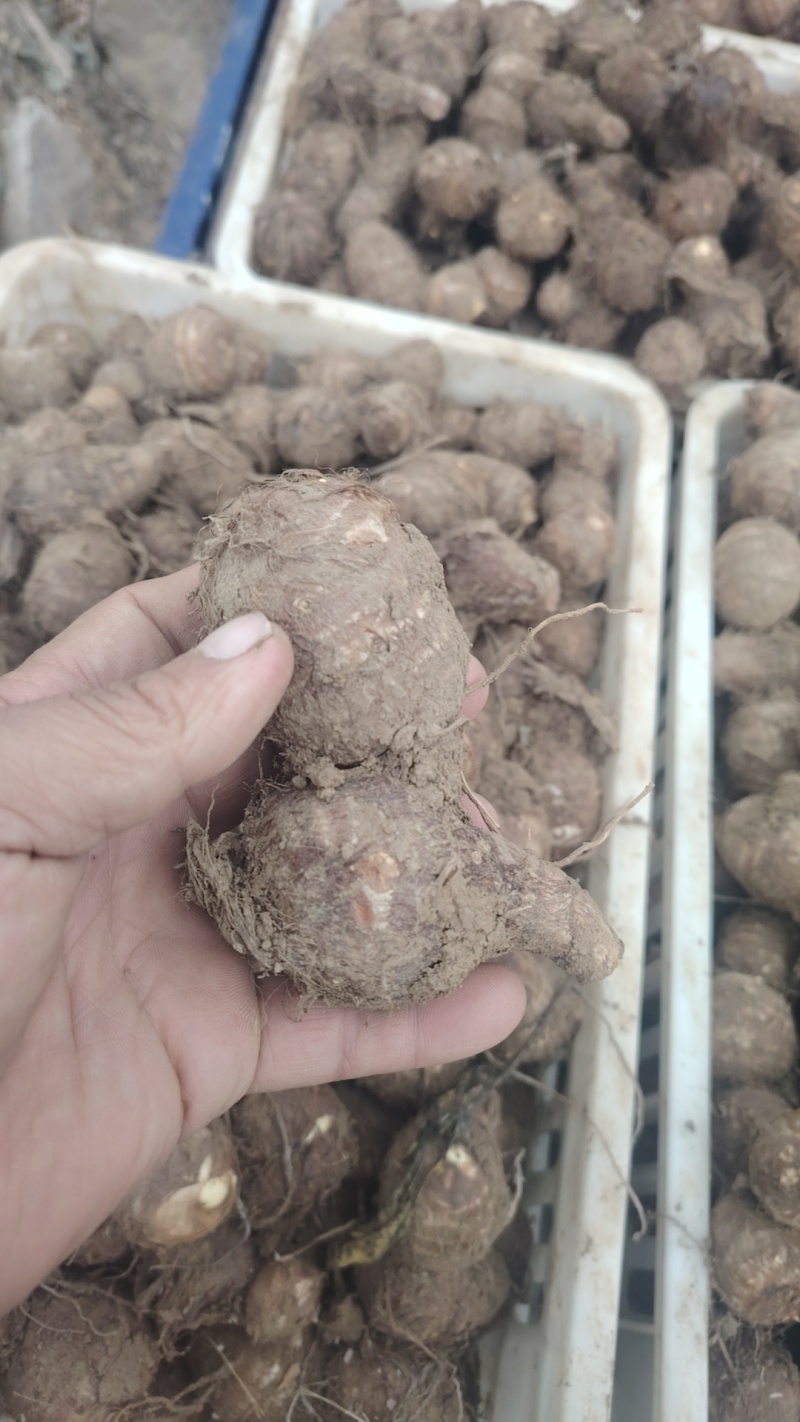 新鲜芋头大量上市产地一手货源大量现货供应支持全国物流发货