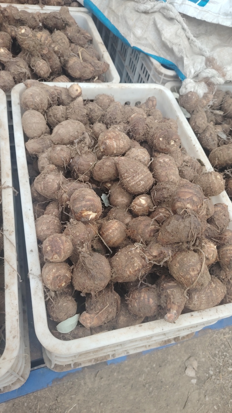 新鲜芋头大量上市产地一手货源大量现货供应支持全国物流发货