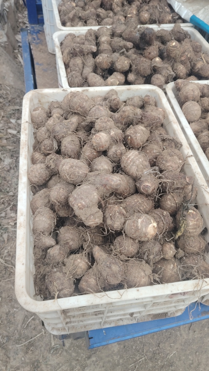 新鲜芋头大量上市产地一手货源大量现货供应支持全国物流发货