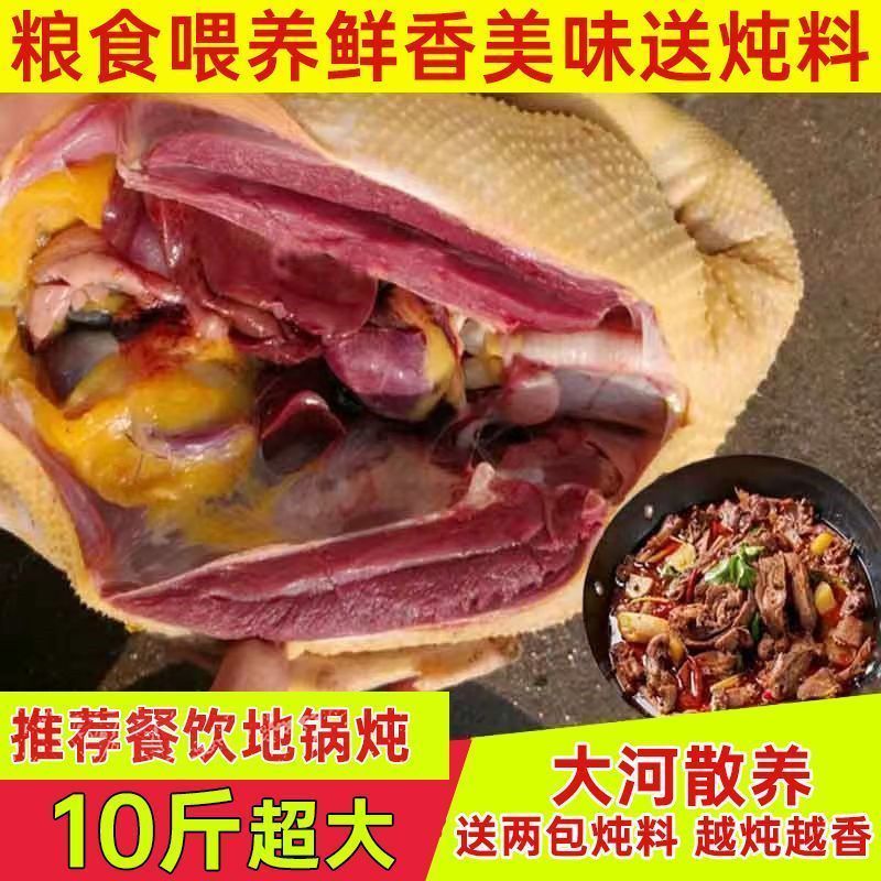 【老店】超大农家散养新鲜现杀大雁鹅肉东北整只批发