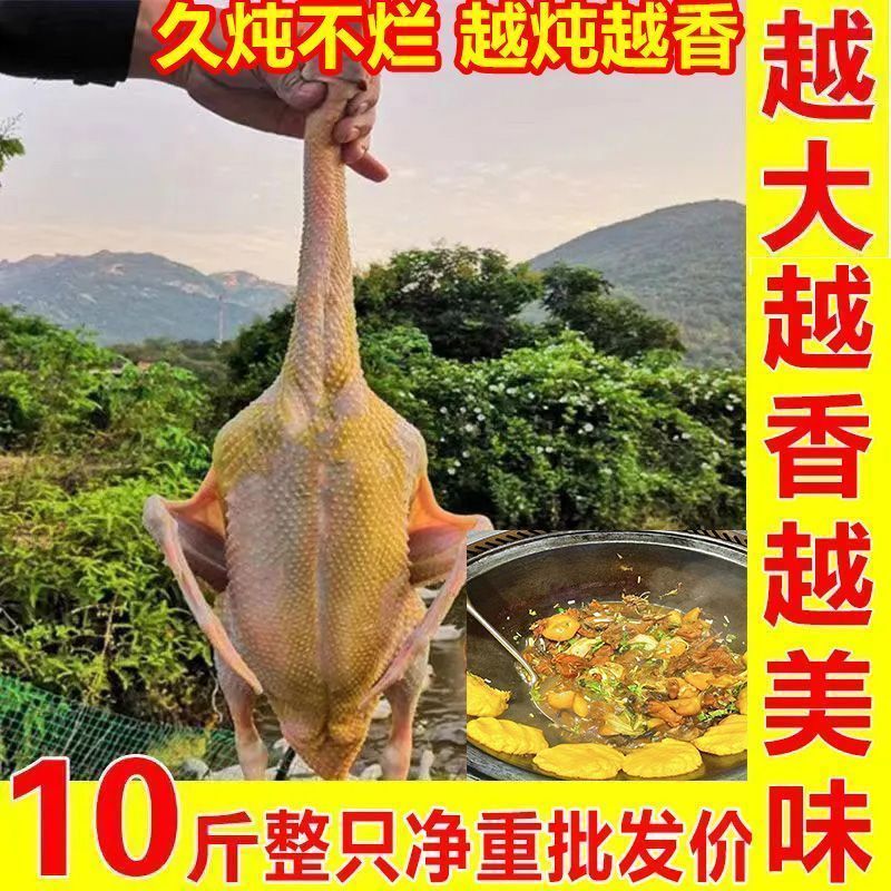 【老店】超大农家散养新鲜现杀大雁鹅肉东北整只批发