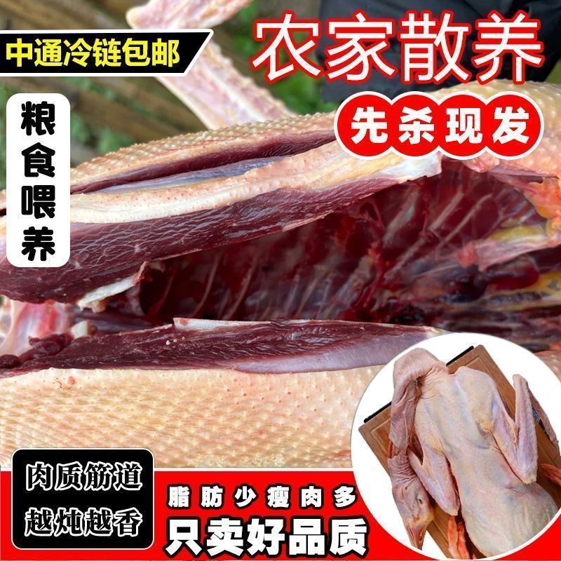 【老店】超大农家散养新鲜现杀大雁鹅肉东北整只批发