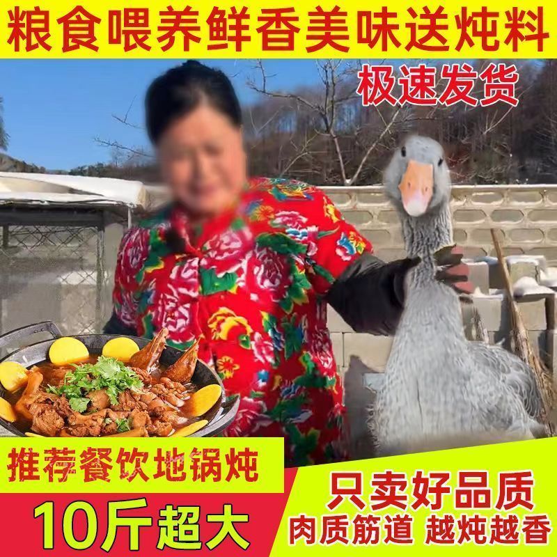 【老店】超大农家散养新鲜现杀大雁鹅肉东北整只批发