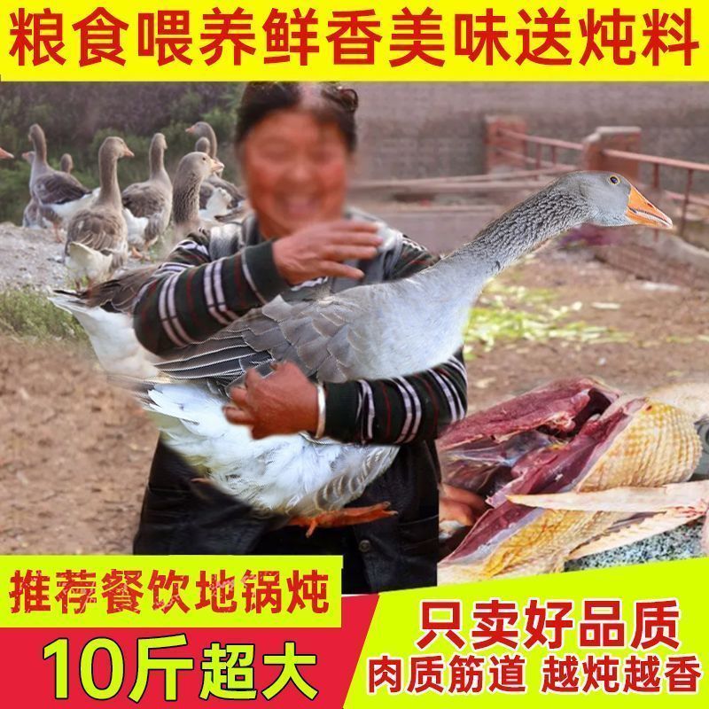 【老店】超大农家散养新鲜现杀大雁鹅肉东北整只批发