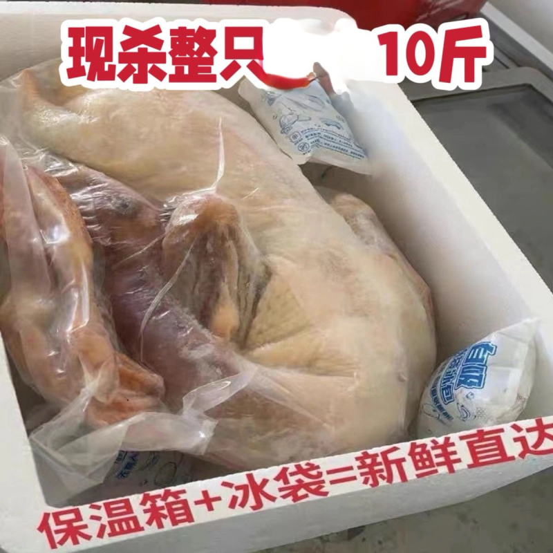 现杀散养大雁鹅整只带头脖掌翅新鲜东北笨大鹅肉大白鹅批发