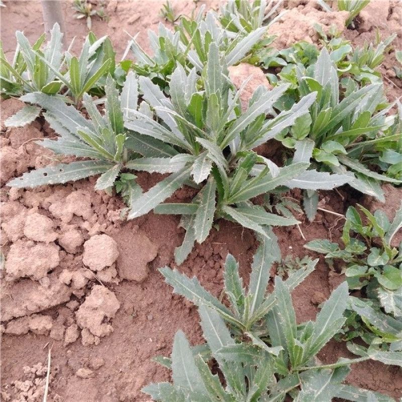 小蓟草切段中药材新鲜原料干货自然晒干新货无硫