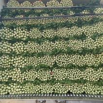 荐夏邑大棚芹菜法国西芹大量上市，供应店商，各大市场超市
