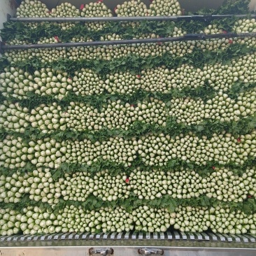 荐夏邑大棚芹菜法国西芹大量上市，供应店商，各大市场超市