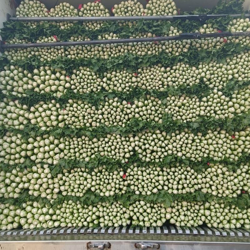 荐夏邑大棚芹菜法国西芹大量上市，供应店商，各大市场超市
