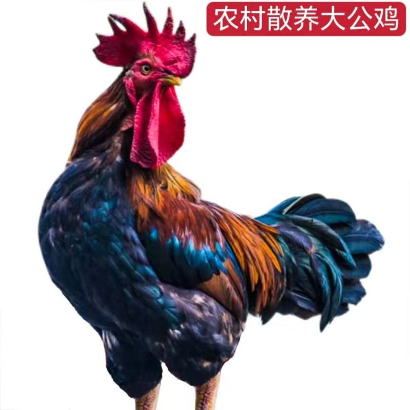 【5.1-6斤散养大公鸡】整只散养农村大公鸡现杀