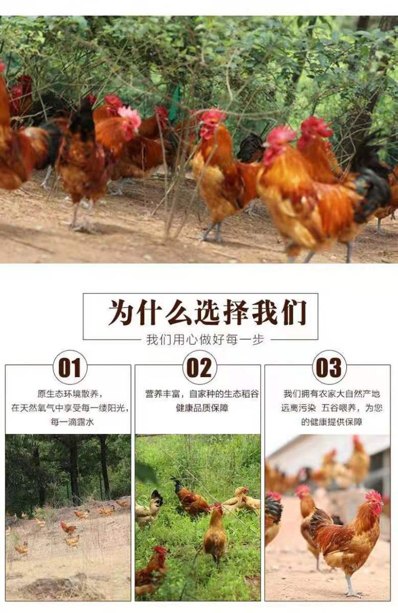【5.1-6斤散养大公鸡】整只散养农村大公鸡现杀