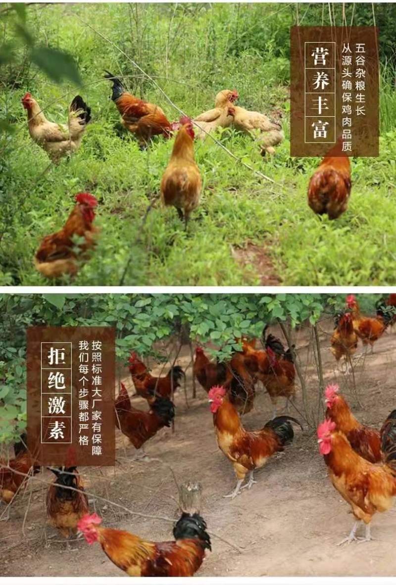 【5.1-6斤散养大公鸡】整只散养农村大公鸡现杀