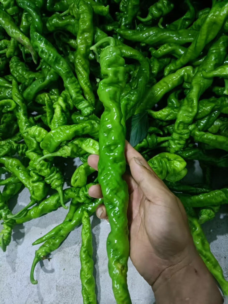 尖椒，螺丝椒基地直采，品质保证一手货源，对接电商市场批发
