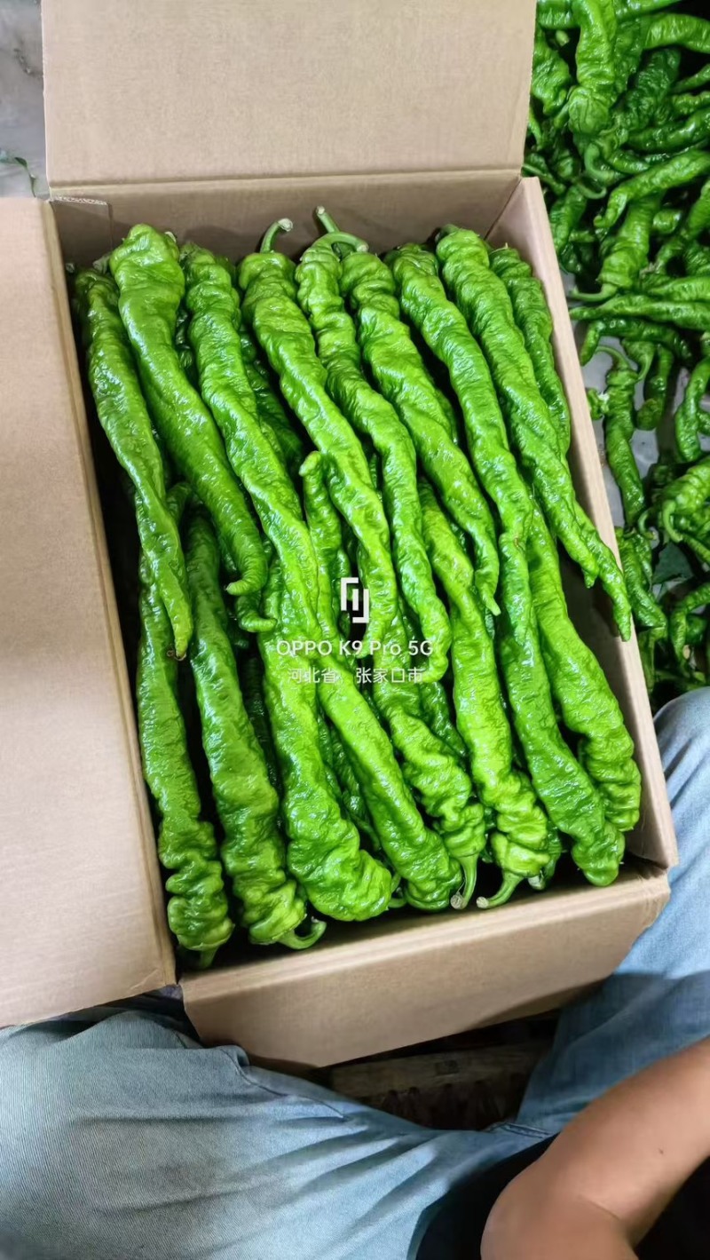 尖椒，螺丝椒基地直采，品质保证一手货源，对接电商市场批发