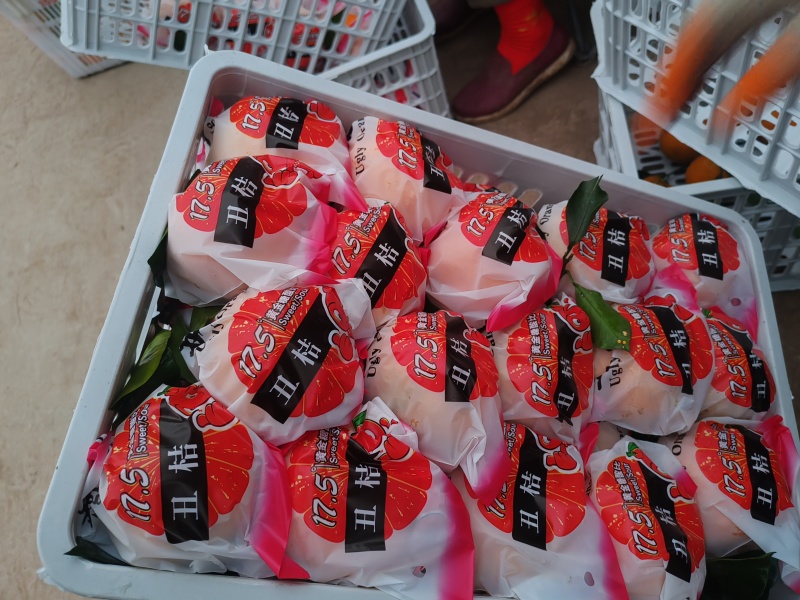 不知火柑橘丑橘产地直发品质保障口感甜量大优惠