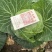 江苏特级甘蓝圆包菜品种优良对接商超档口欢迎选购