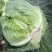 江苏特级甘蓝圆包菜品种优良对接商超档口欢迎选购