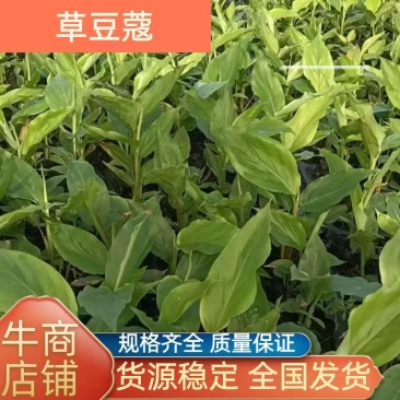 【推荐】广西草豆蔻藤果子，一手货源，自产自销，价格优惠