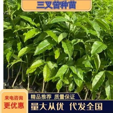 三叉苦种苗，根系发达粗壮，产地直发，自产自销，一手货源