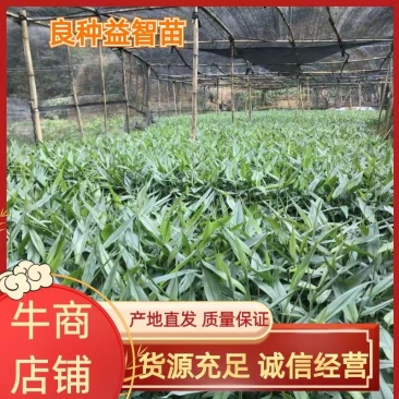 良种益智苗益智仁一年新苗产地直发15公分左右可视频看货