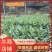 良种益智苗益智仁一年新苗产地直发15公分左右可视频看货